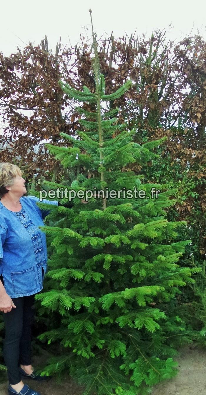 Sapin de Noël coupé Nordmann de hauteur comprise entre 250 et 300 cm